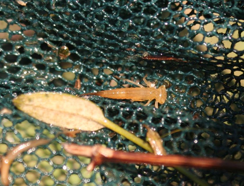 Coenagrion ornatum - díszes légivadász