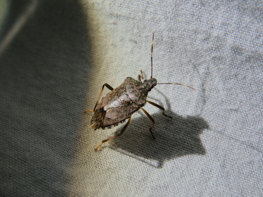 halyomorpha halys - Halyomorpha halys