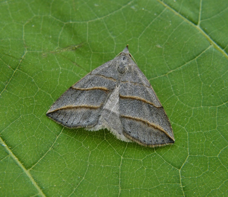 Colobochyla salicalis - háromsávos törpebagoly