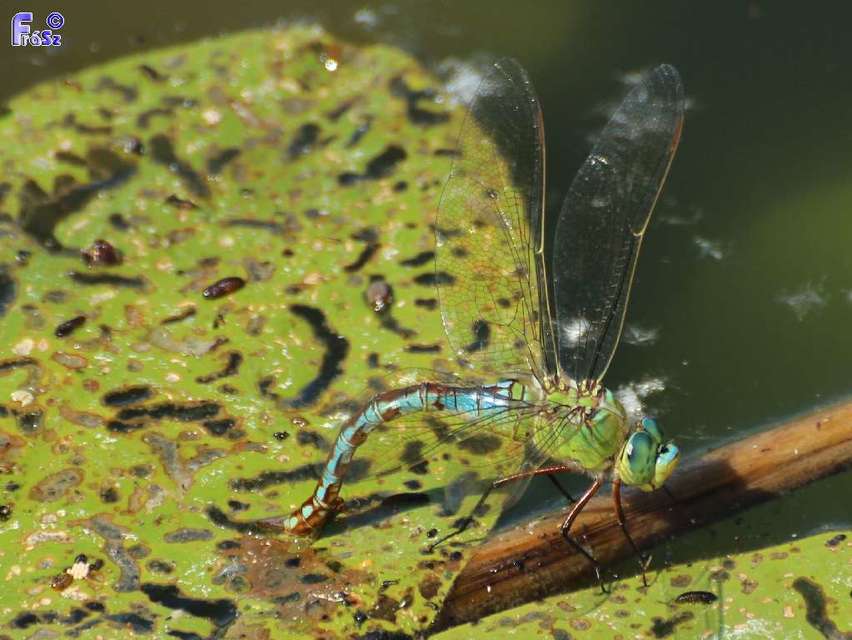 Anax imperator - zöld óriásacsa