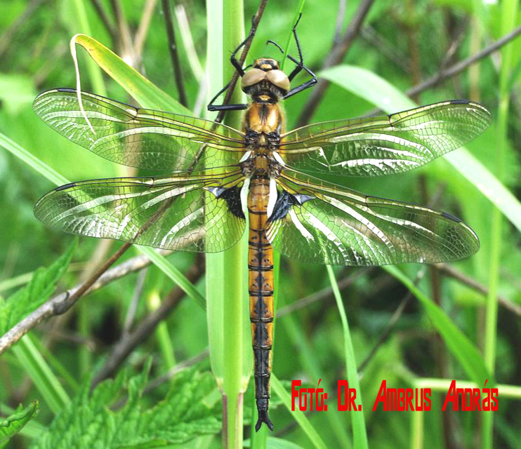 Epitheca bimaculata - kétfoltos sárkányszitakötő