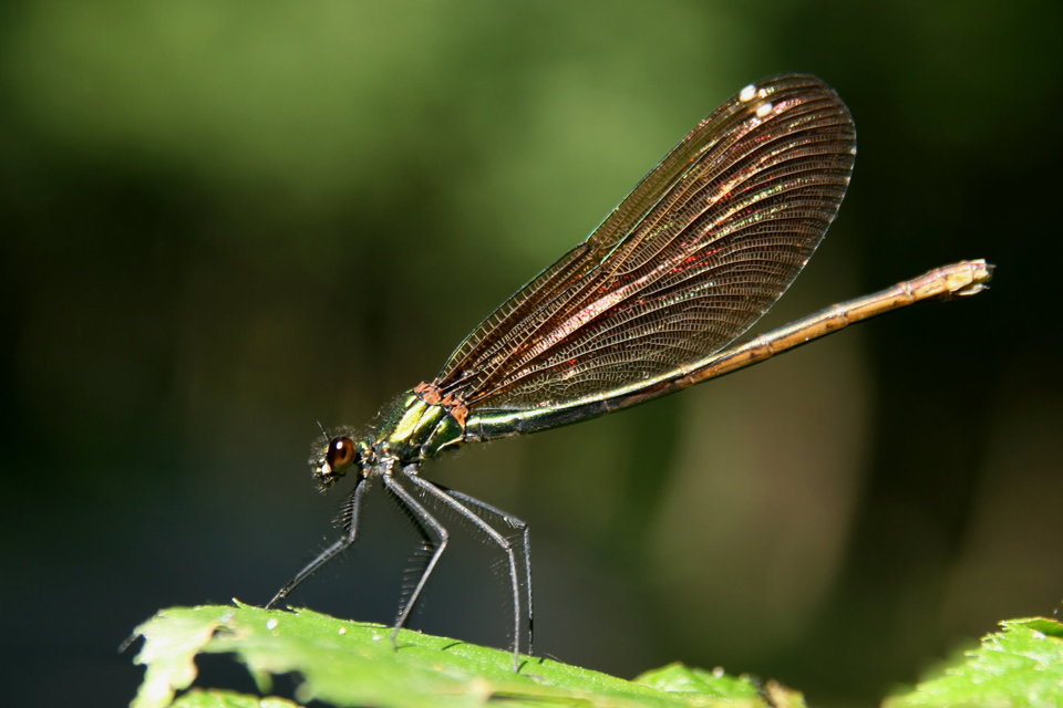 Calopteryx virgo - kisasszony-szitakötő