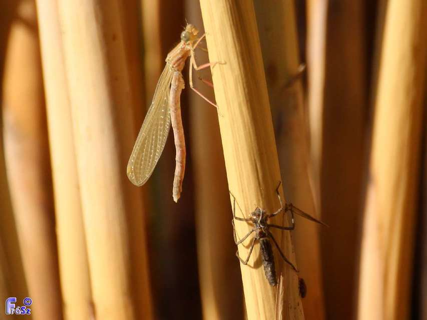 Platycnemis pennipes - széleslábú szitakötő