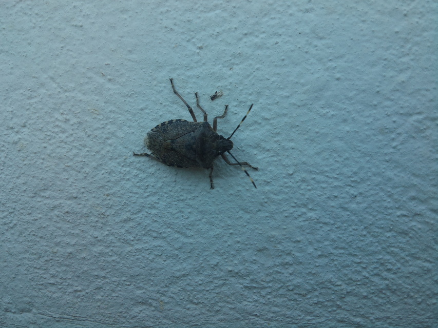 Rhaphigaster nebulosa - bencepoloska