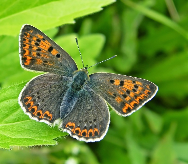 Lycaena tityrus - barna tűzlepke