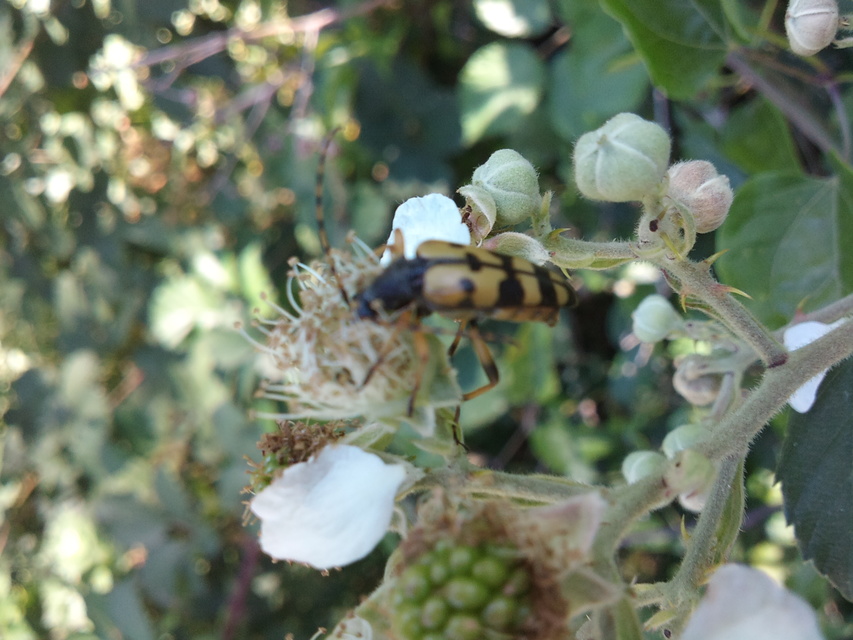 Rutpela maculata - tarkacsápú karcsúcincér