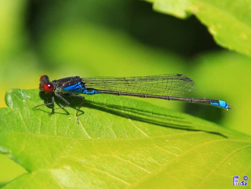 Erythromma viridulum - kis pirosszemű-légivadász