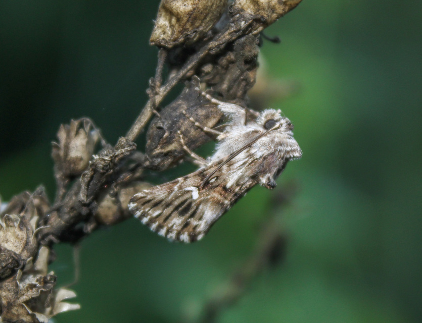 Calophasia lunula - gyújtoványfű-apróbagoly
