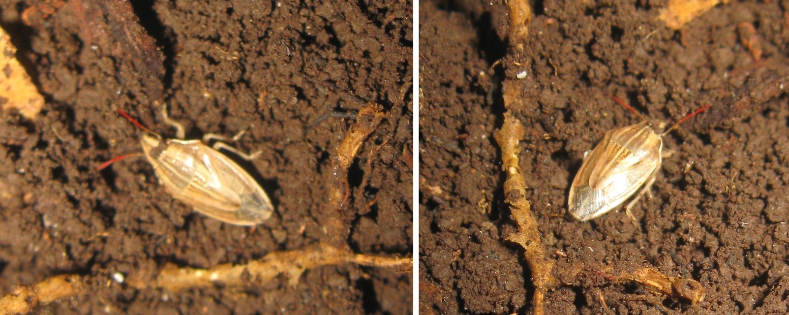Aelia acuminata - közönséges szipolypoloska Aelia acuminata - közönséges szipolypoloska