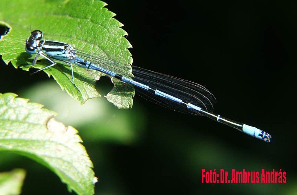 Coenagrion puella - azúrkék légivadász Coenagrion puella - azúrkék légivadász
