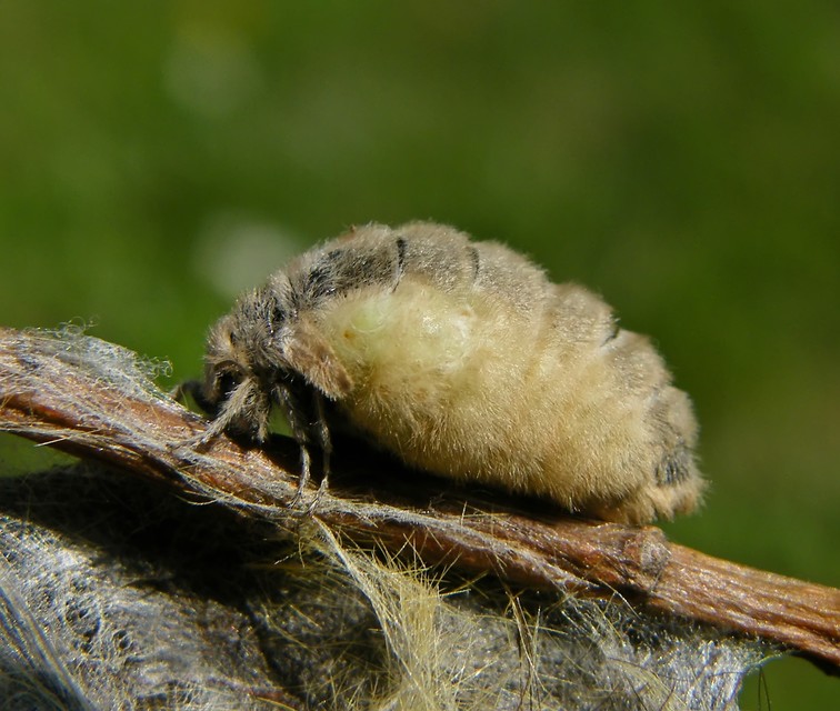 Orgyia antiqua - rozsdabarna kisszövő