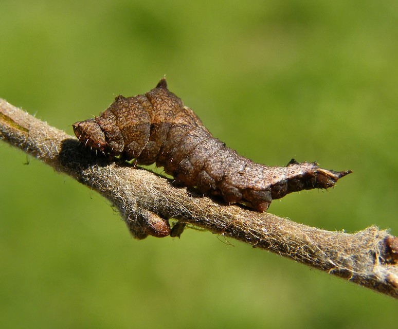Cilix glaucata - törpe sarlósszövő