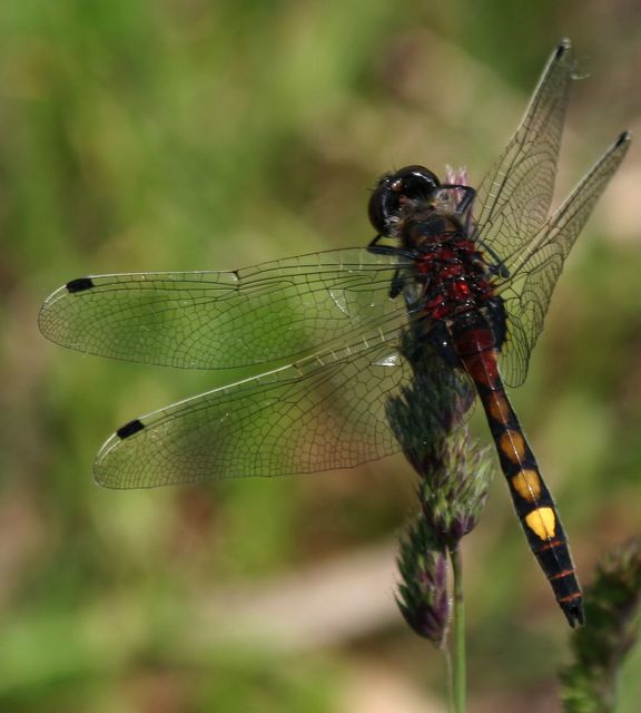 Leucorrhinia pectoralis - lápi álarcos-szitakötő