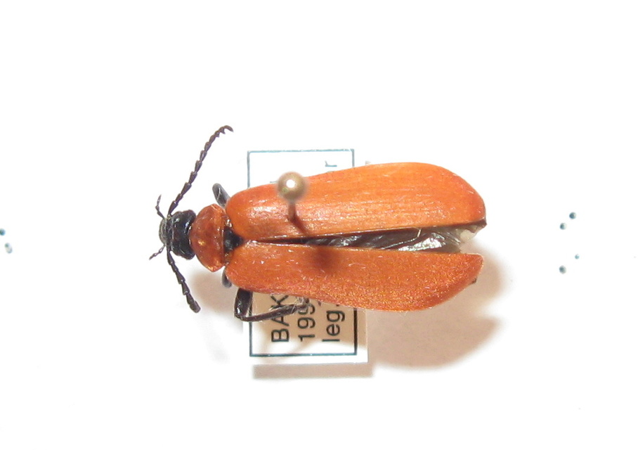 Pyrochroa coccinea - nagy bíborbogár