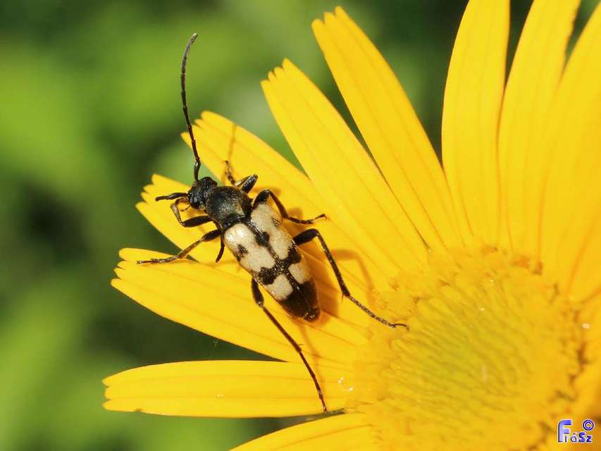 Pachytodes erraticus - rajzos virágcincér