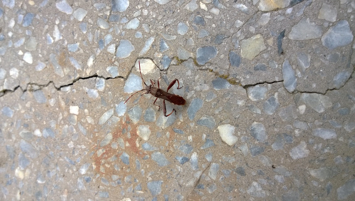 Camptopus lateralis - görbelábú karimáspoloska
