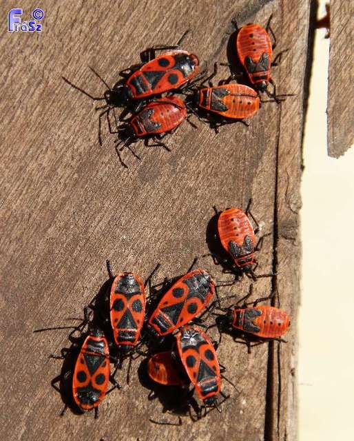 Pyrrhocoris apterus - verőköltő poloska