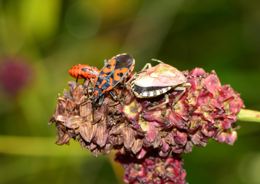 Dolycoris baccarum - közönséges bogyómászó-poloska Dolycoris baccarum - közönséges bogyómászó-poloska