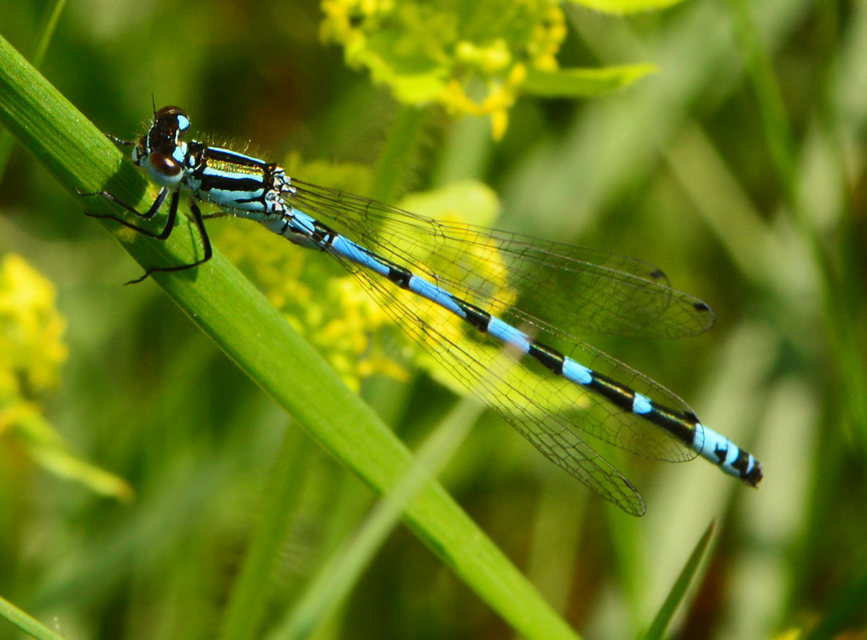 Coenagrion ornatum - díszes légivadász