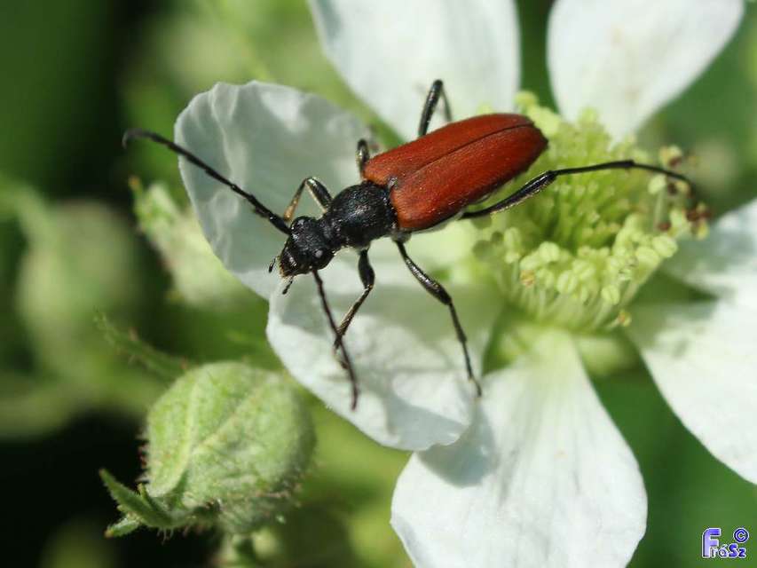 Anastrangalia sanguinolenta - kétszínű virágcincér