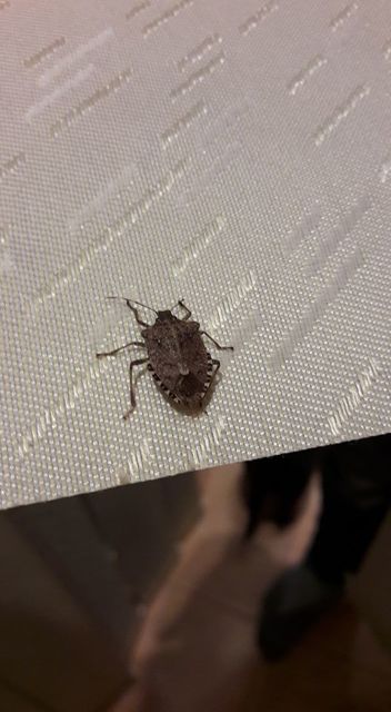 halyomorpha halys - Halyomorpha halys