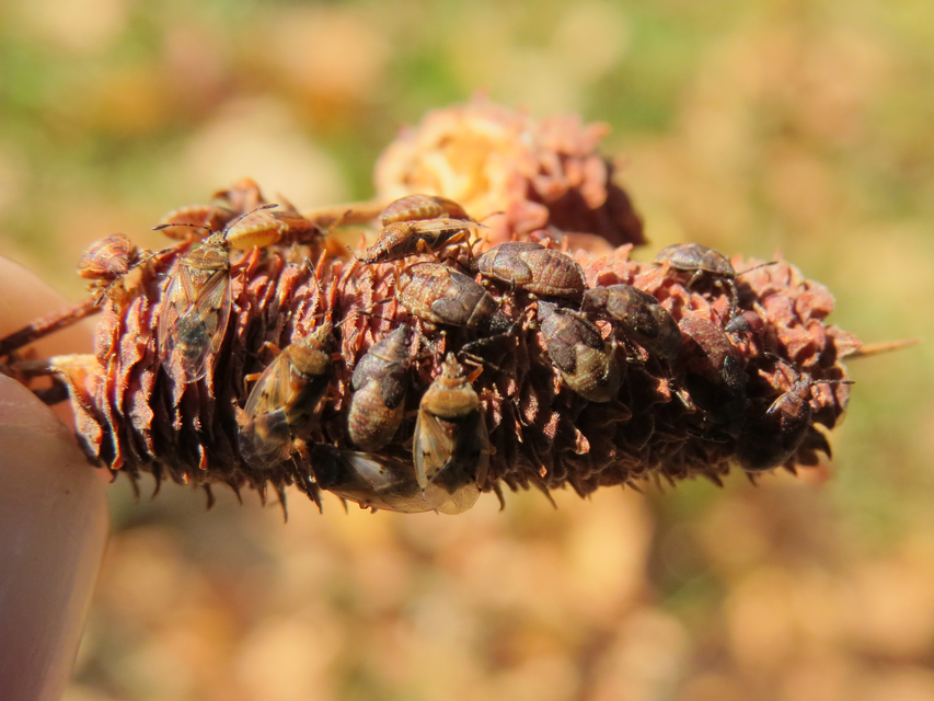 Kleidocerys resedae - nyírbodobács