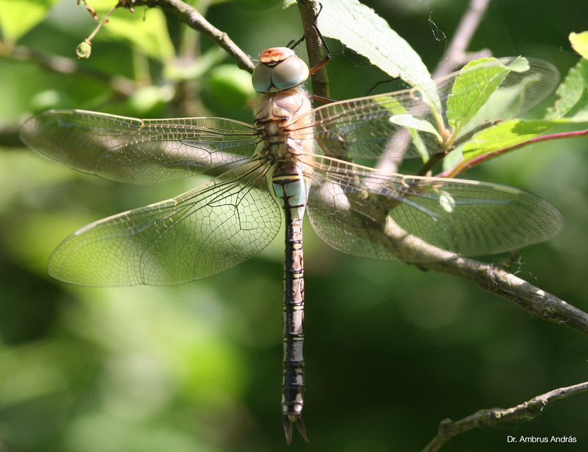 Anax parthenope - barna óriásacsa