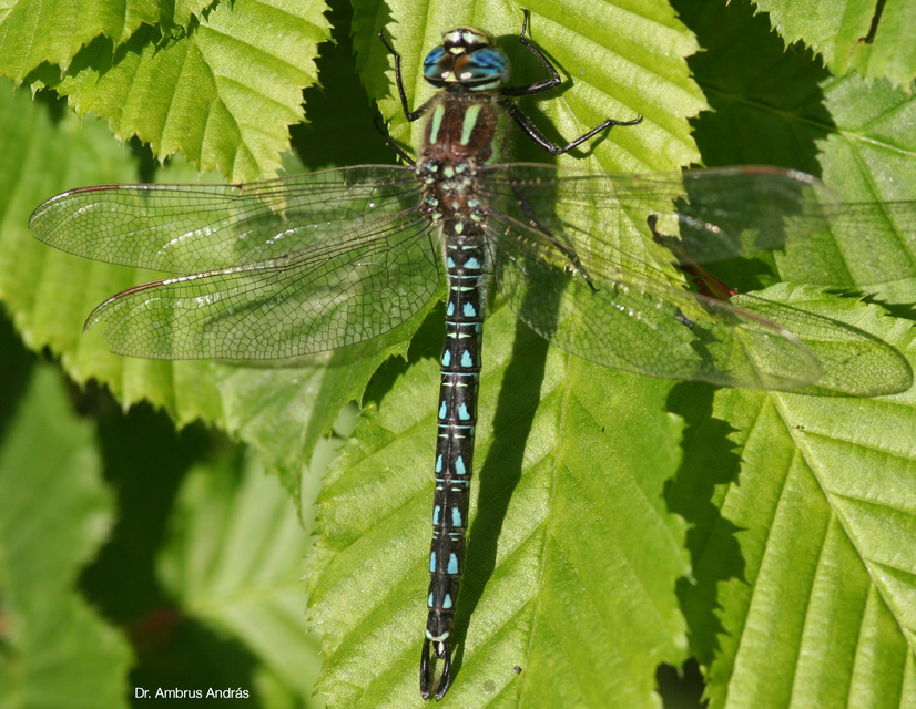 Brachytron pratense - szőrös karcsúacsa