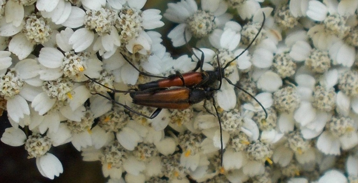Stenurella melanura - feketevégű karcsúcincér