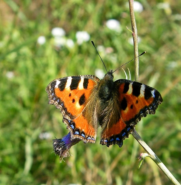 Nymphalis urticae - kis rókalepke