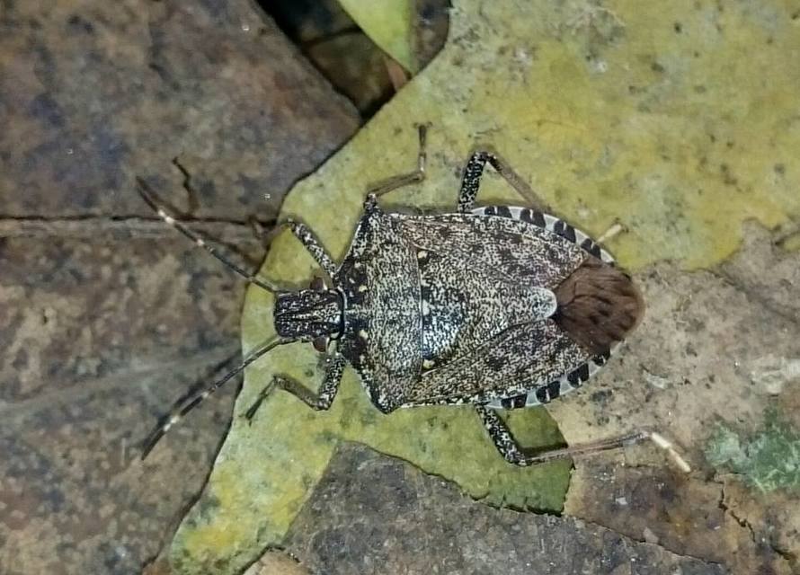 halyomorpha halys - Halyomorpha halys