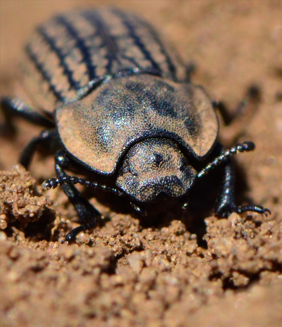 Opatrum sabulosum - sároshátú gyászbogár