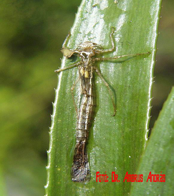 Erythromma najas - nagy pirosszemű-légivadász Erythromma najas - nagy pirosszemű-légivadász