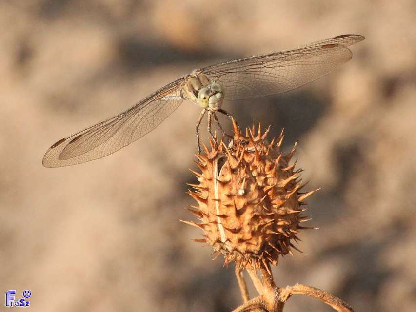 Orthetrum brunneum - pataki pásztorszitakötő