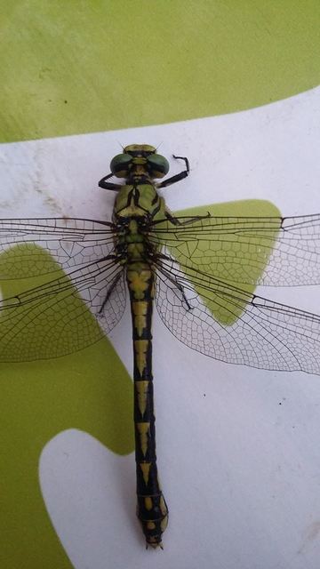 Ophiogomphus cecilia - zöld folyami-szitakötő