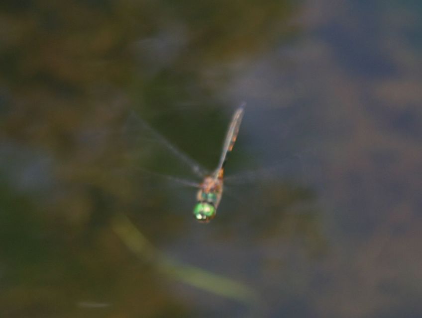 Somatochlora flavomaculata - sárgafoltos smaragdszitakötő