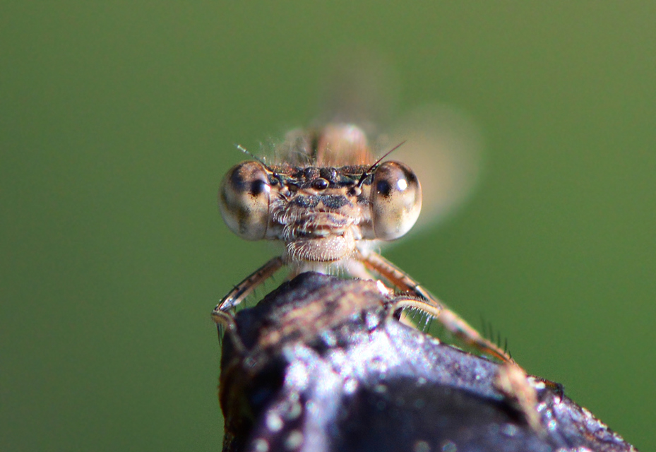 Sympecma fusca - téli rablószitakötő