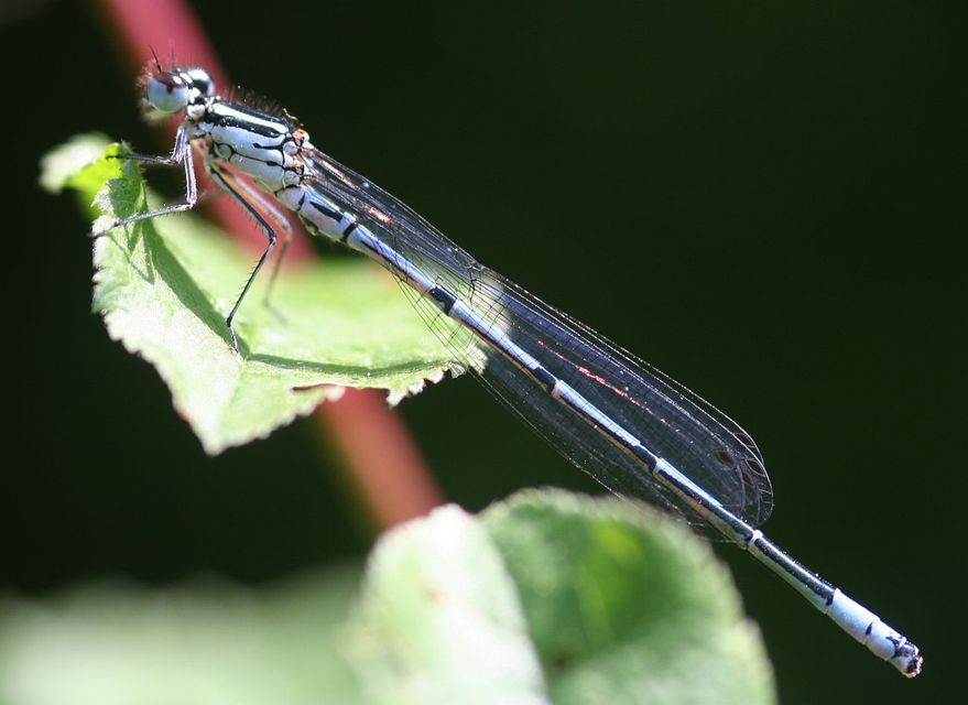 Coenagrion puella - azúrkék légivadász