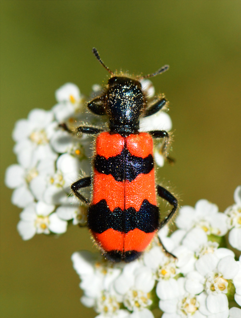 Trichodes apiarius - szalagos méhészbogár