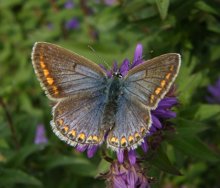 Polyommatus icarus - közönséges boglárka Polyommatus icarus - közönséges boglárka