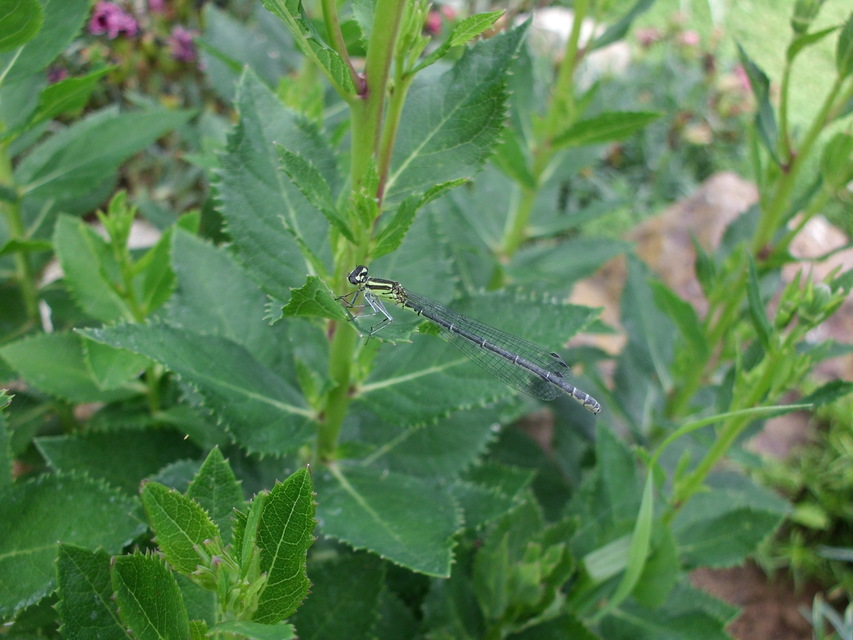 Coenagrion puella - azúrkék légivadász