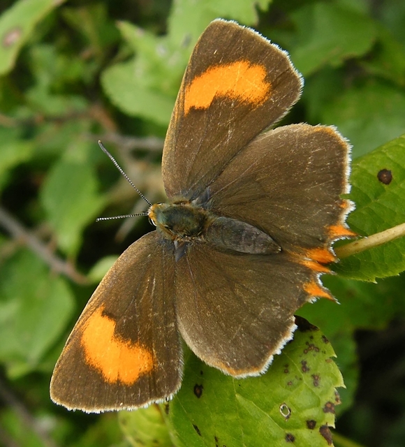 Thecla betulae - nyírfalepke