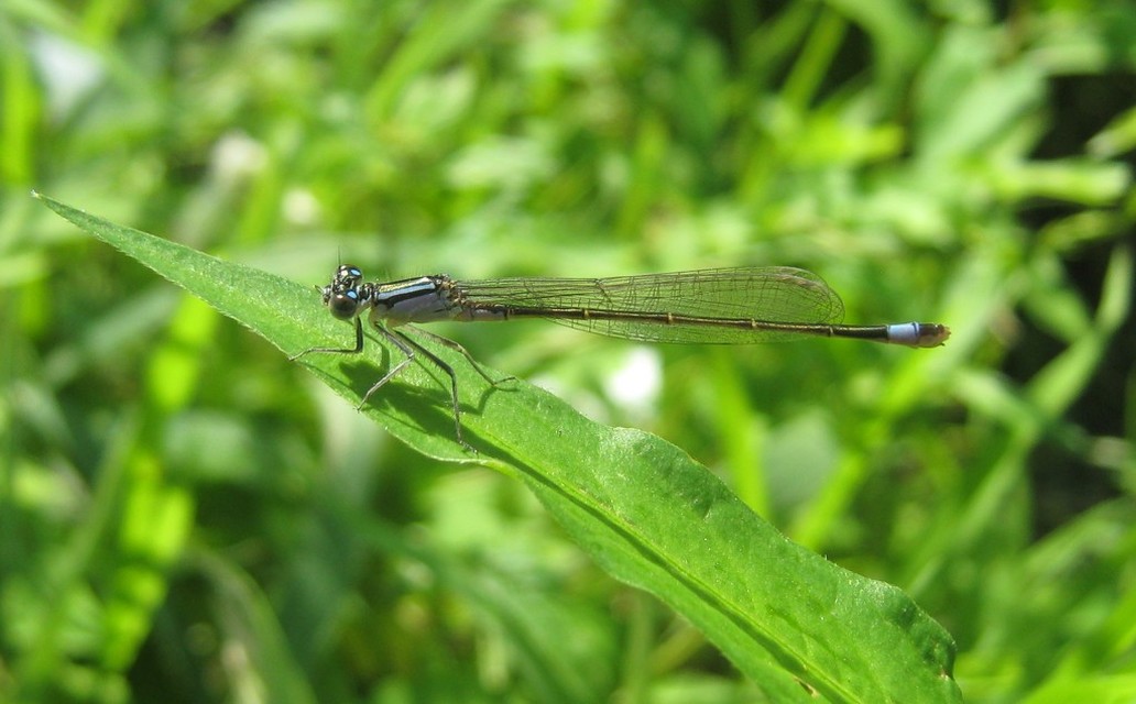 Ischnura elegans