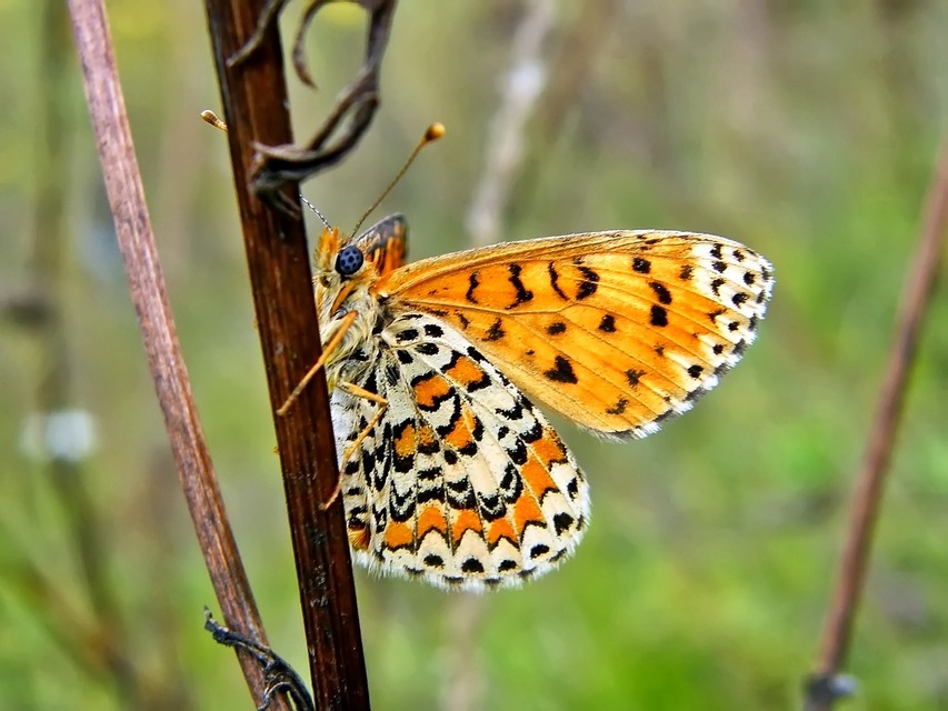 Melitaea trivia - kis tarkalepke