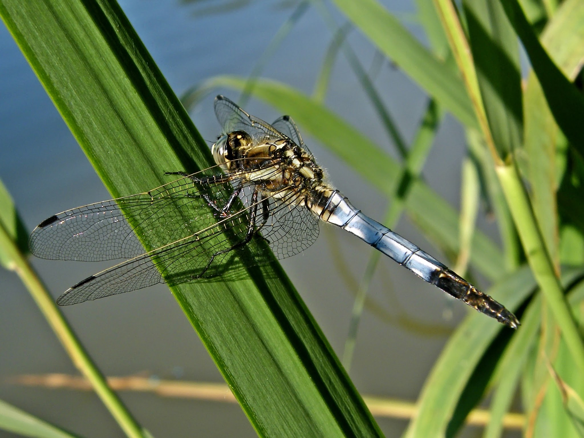 Orthetrum albistylum - fehérfarkú pásztorszitakötő