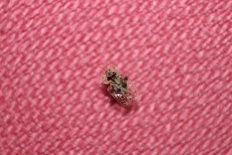 Corythucha arcuata - tölgy-csipkéspoloska