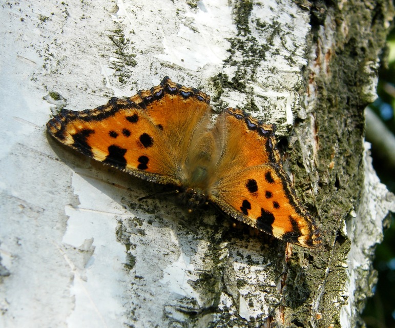 Nymphalis polychloros - nagy rókalepke