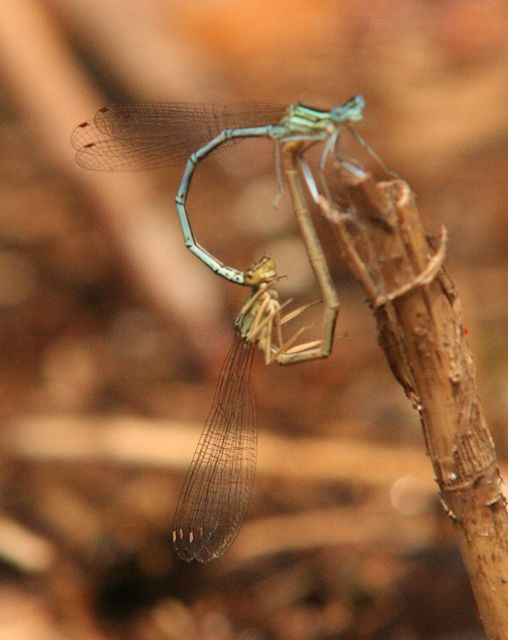 Platycnemis pennipes - széleslábú szitakötő