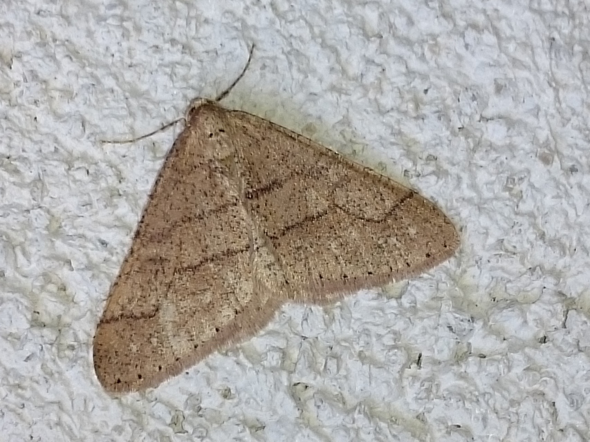 Agriopis marginaria - sárgás téliaraszoló