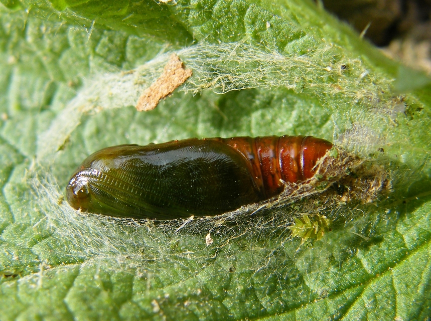 Hypena proboscidalis - ormányos karcsúbagoly